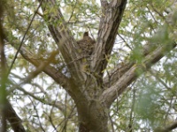 2016-05-14 10h56m06 - Kramsvogel op nest - Pierre Bernard